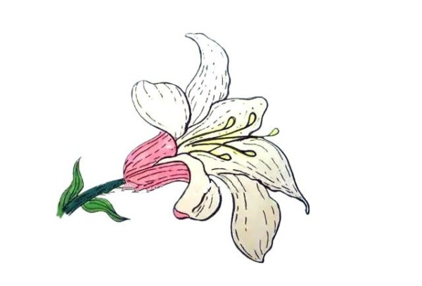 Simple drawing tutorial: Drawing lilies