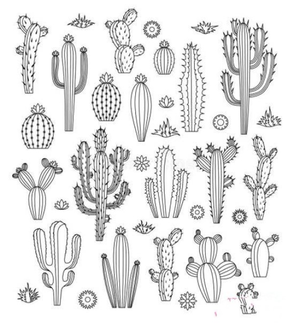 A complete collection of simple drawing pictures of various cacti for children