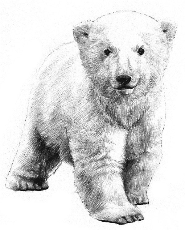 Drawing Tutorial of Sketching a Little Polar Bear