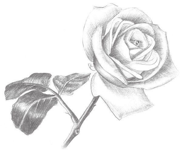 Drawing Techniques of Sketching White Roses