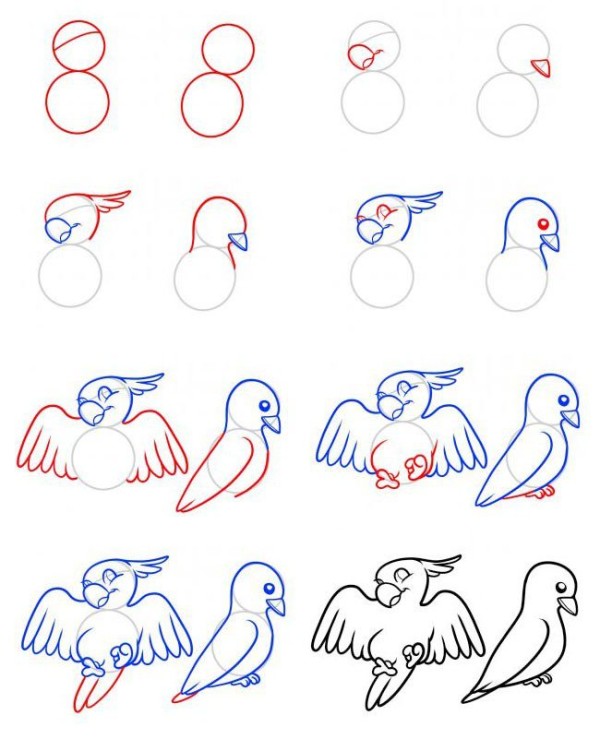 Simple drawing steps of parrot and pigeon