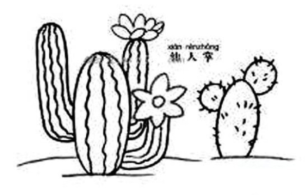 Tropical plant cactus simple drawing picture