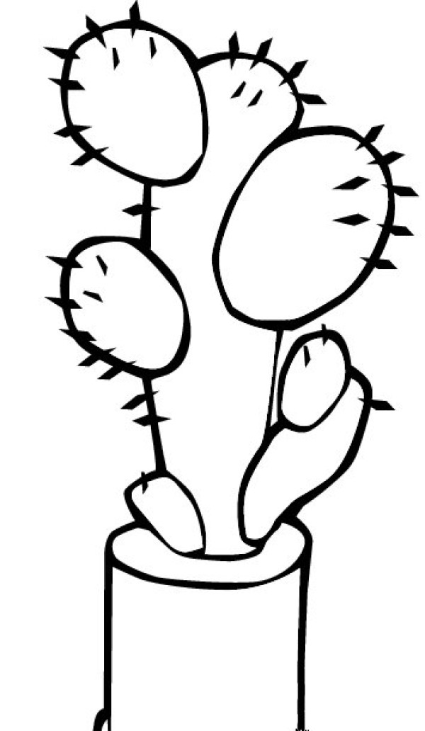 Cactus bonsai simple drawing