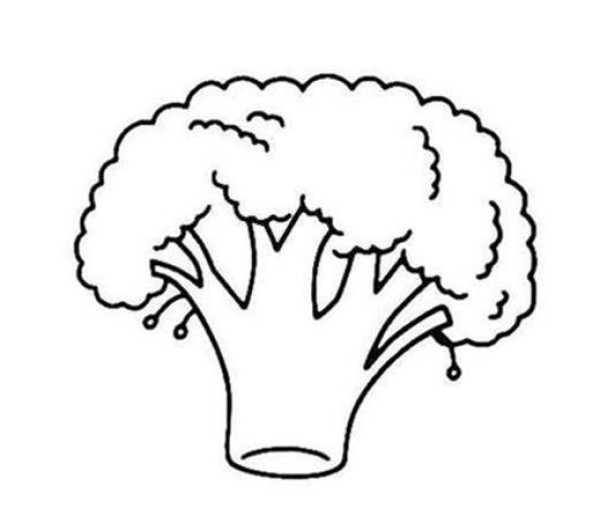 Broccoli and Cauliflower Simple Drawing