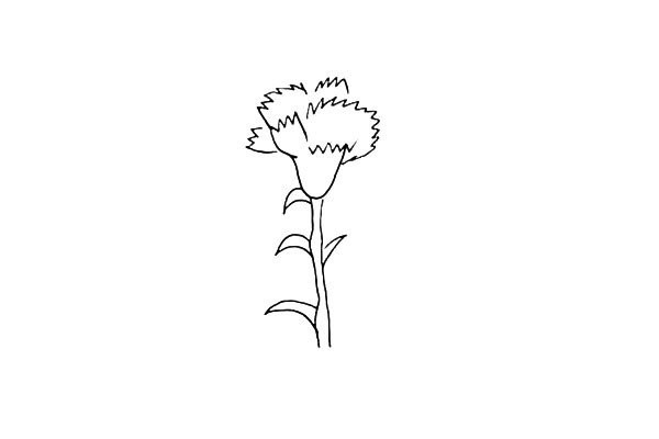 How to draw a love carnation