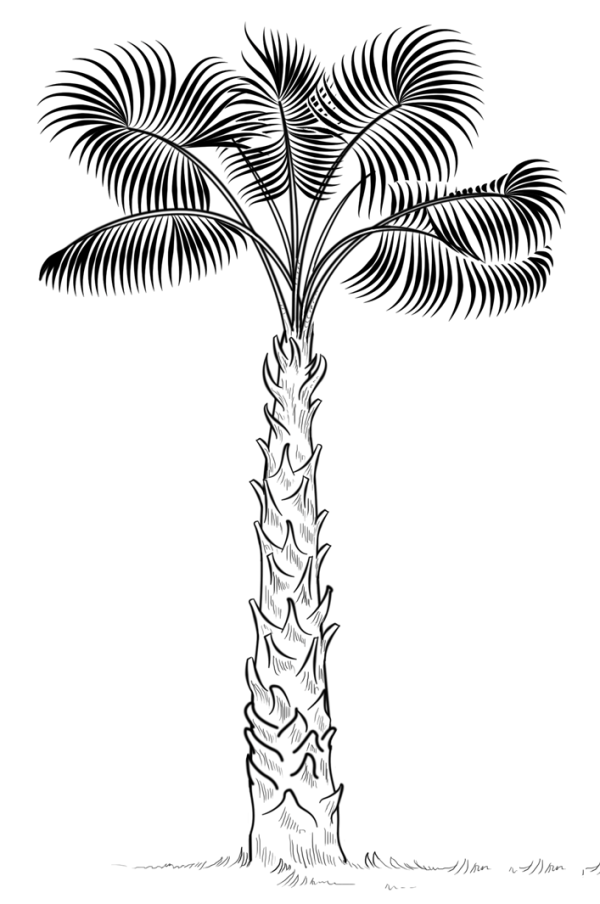 How to draw palm trees