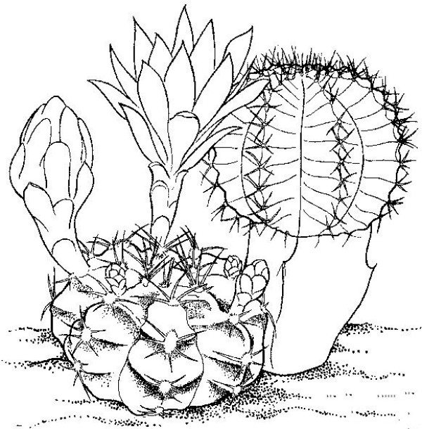 A complete collection of simple plant drawings, simple drawings of cactus