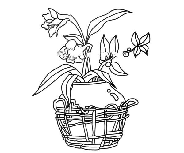 Simple drawing of potted flowers