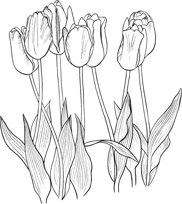 Draw tulips one stroke at a time