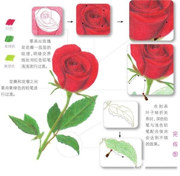 Painting techniques for painting roses with color