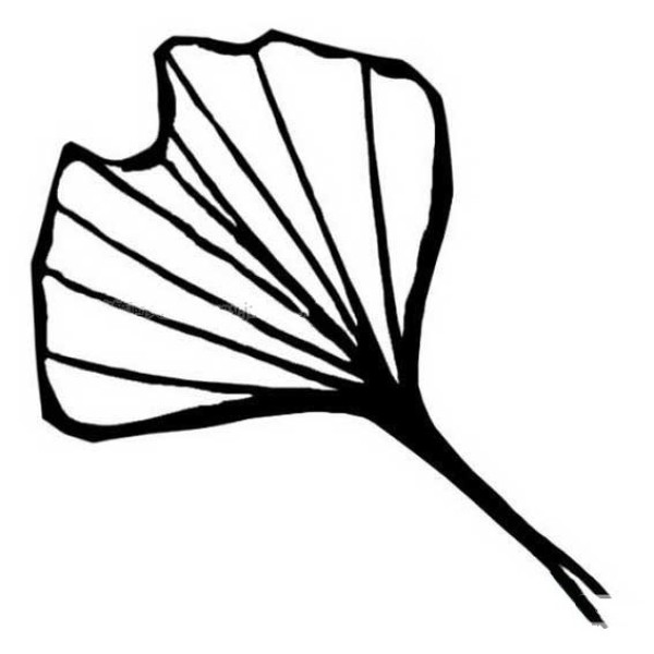 Beautiful simple drawing of ginkgo leaves