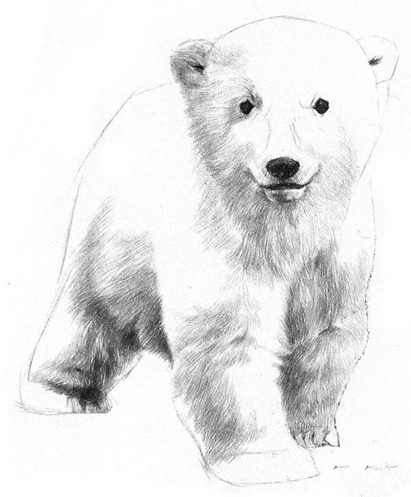 Drawing Tutorial of Sketching a Little Polar Bear