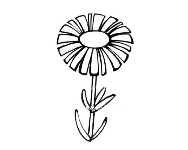 Draw beautiful daisies in five steps