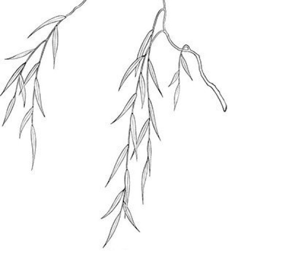 Simple drawing method of willow tree