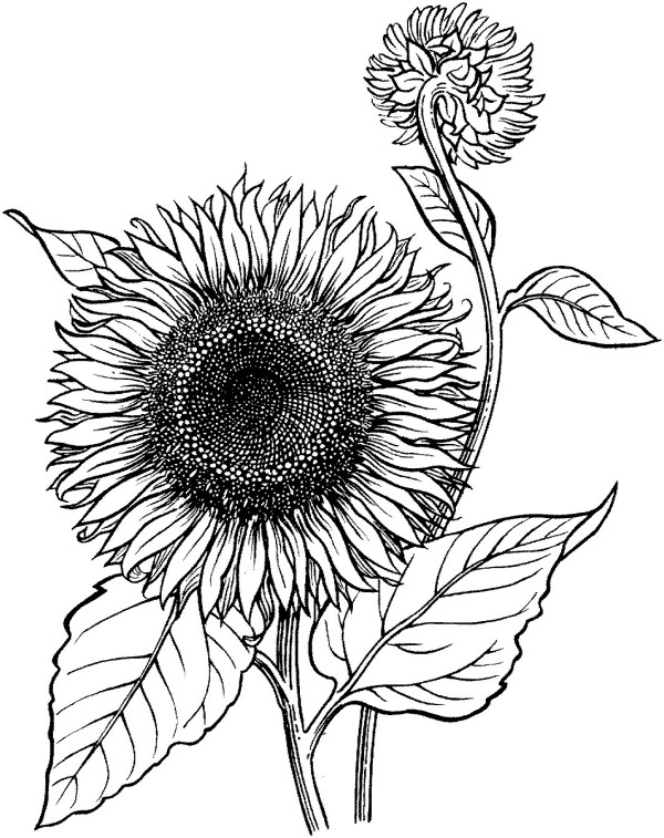 blooming sunflower