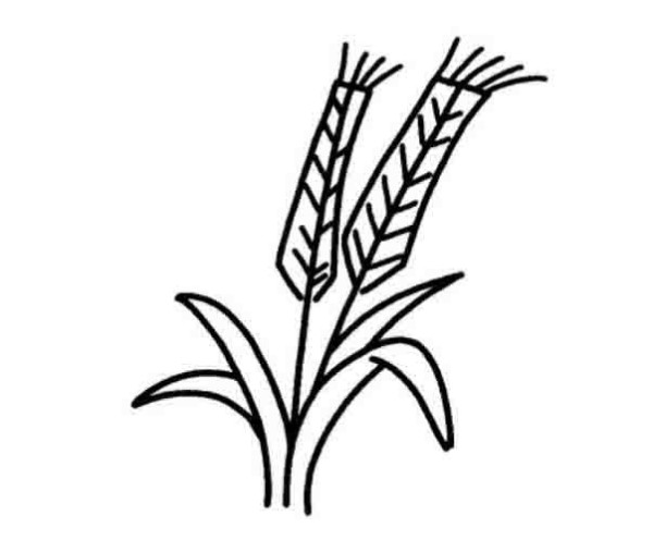 Simple drawing of wheat