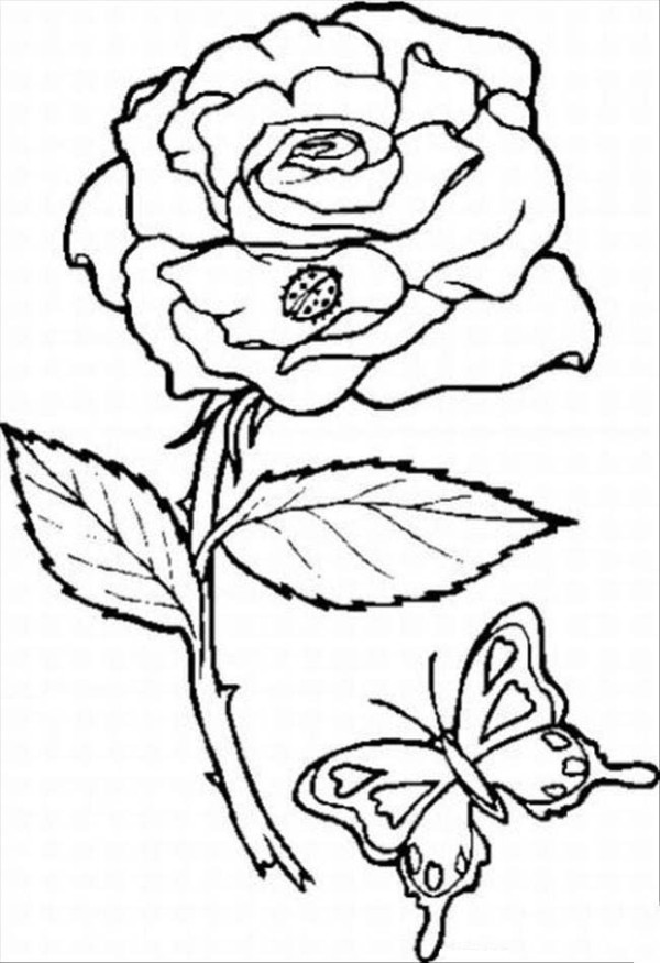 Flower pictures rose simple drawing