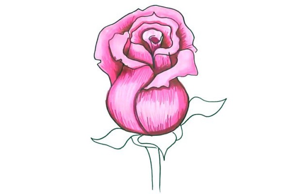 Draw beautiful pink roses in simple steps