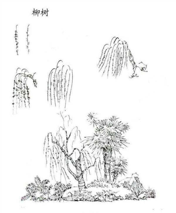 Plant Pictures Willow Tree Simple Drawing