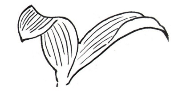 Drawing steps of white lily