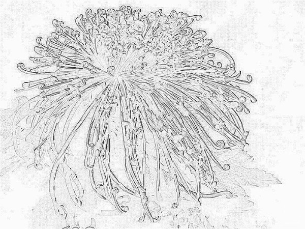 Beautiful chrysanthemum childrens drawings