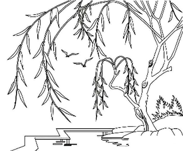 Simple drawing pictures of willow trees