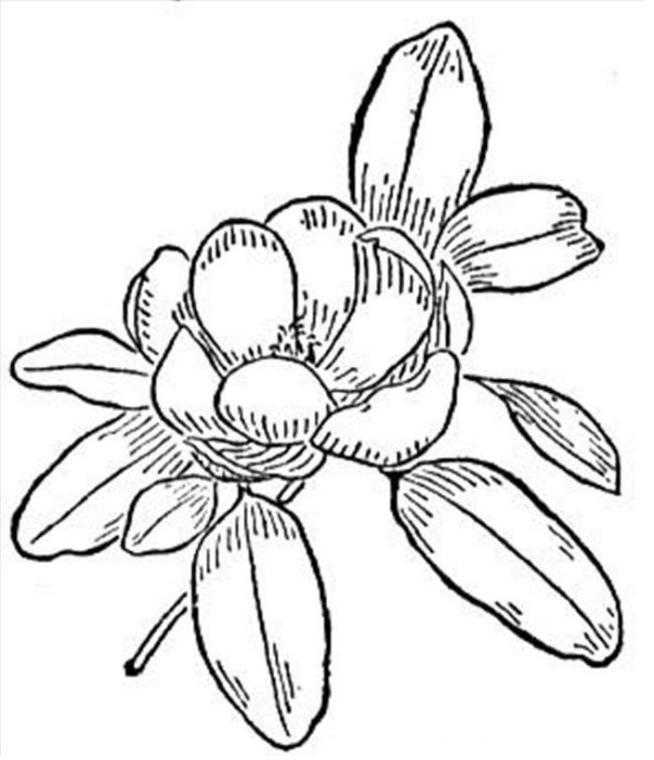 A complete collection of simple drawing pictures of flowers. Simple drawing pictures of magnolia flowers.