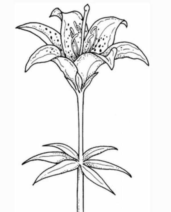 Simple drawing of beautiful lilies Simple drawing pictures of lilies