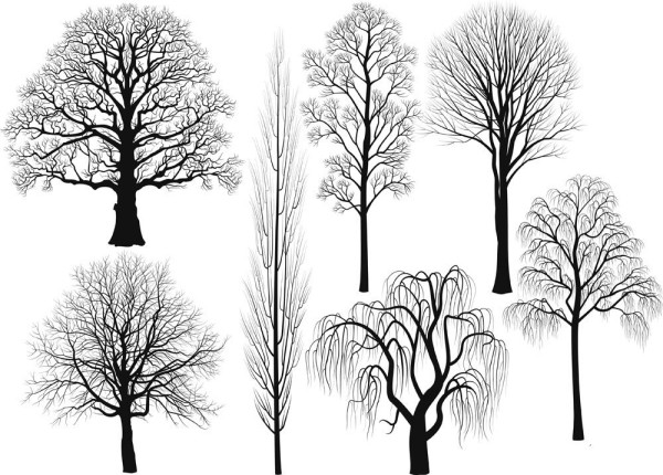 Simple drawing method of willow tree