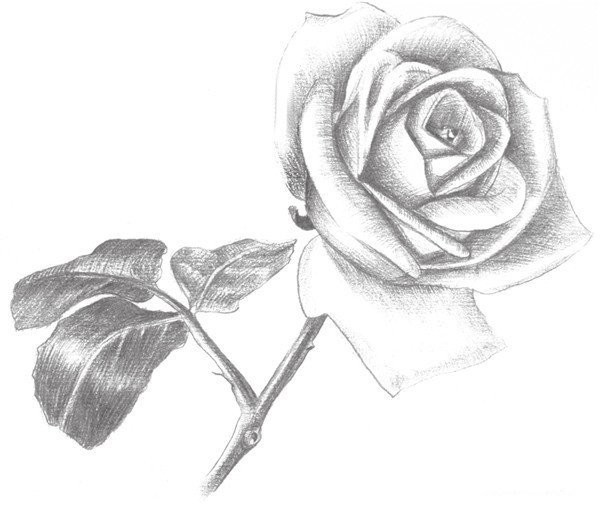 Drawing Techniques of Sketching White Roses