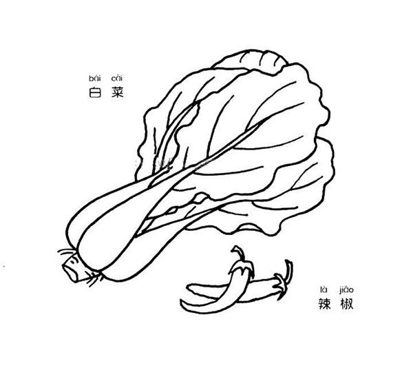 Simple drawing pictures of cabbage and pepper