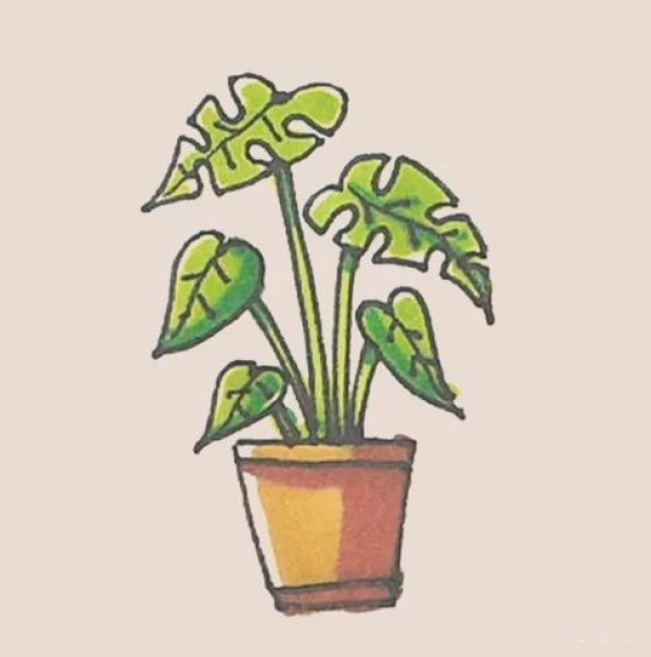 Simple drawing of Monstera deliciosa