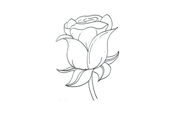 Detailed steps for drawing simple strokes of roses