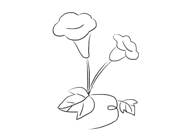 Simple drawing of beautiful morning glory