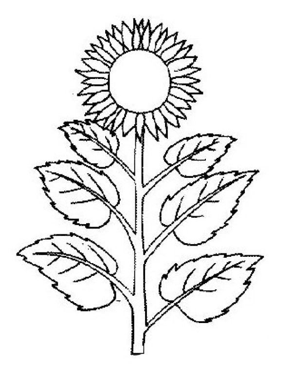 A simple drawing of a sunflower blooming against the sun