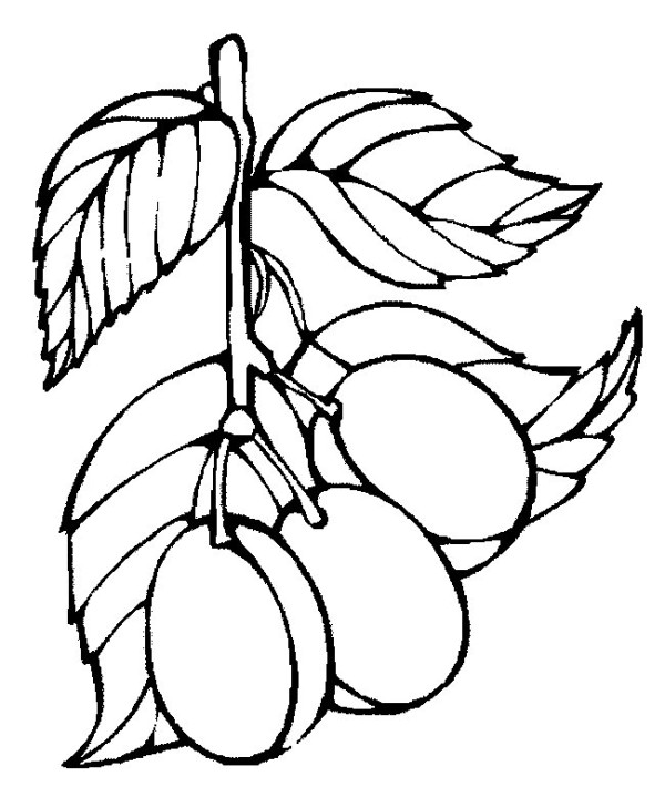 Complete collection of simple drawings of fruits and simple drawings of plums