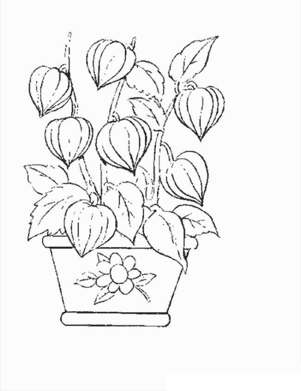 Beautiful simple drawing pictures of potted plants