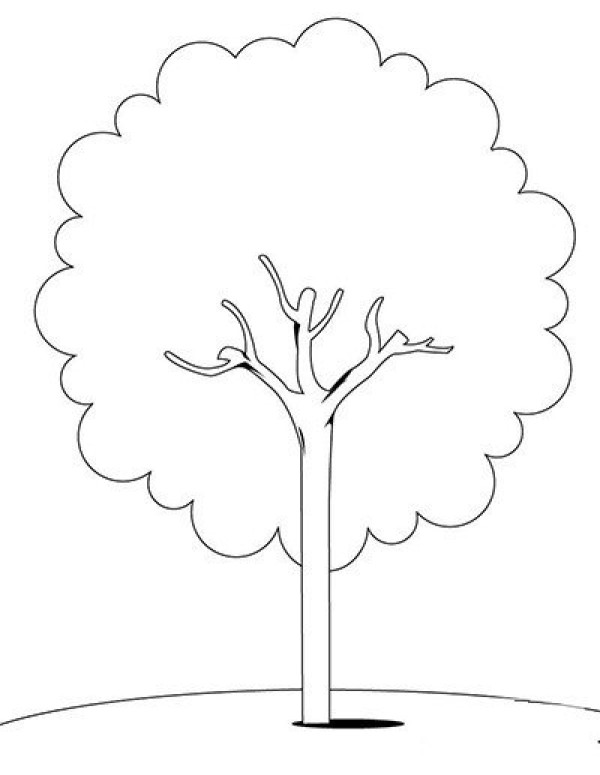 A complete collection of simple drawing pictures of beautiful big trees