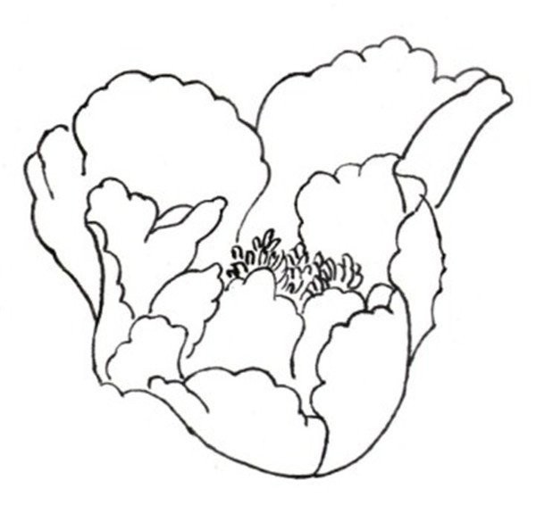 Drawing Tutorial of Line Drawing Peony