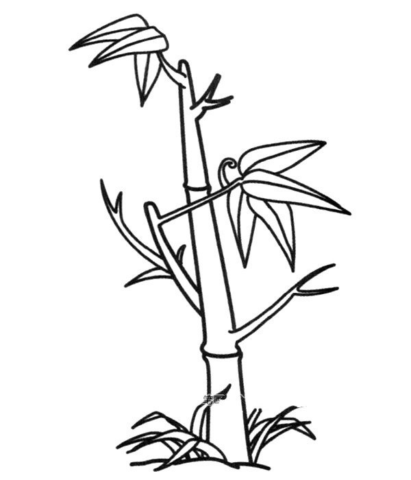 Simple drawing pictures of bamboo