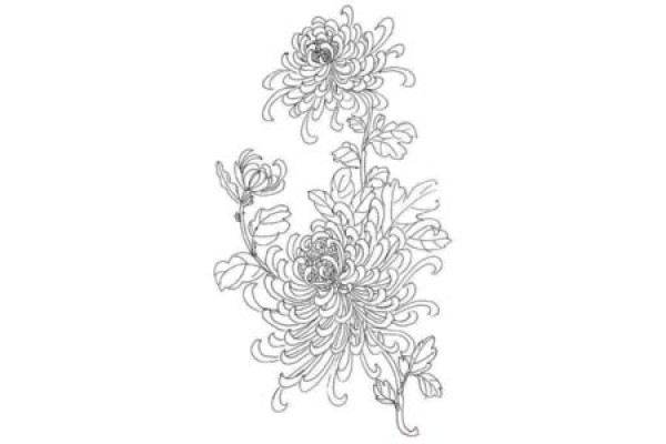 Beautiful chrysanthemum simple drawing cartoon