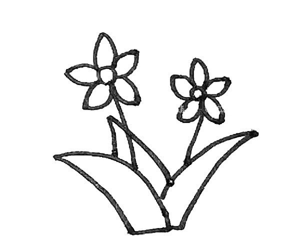 Learn to draw simple daffodils