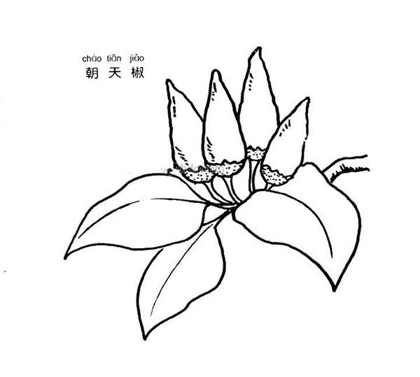 Simple strokes of Chaotian pepper pictures