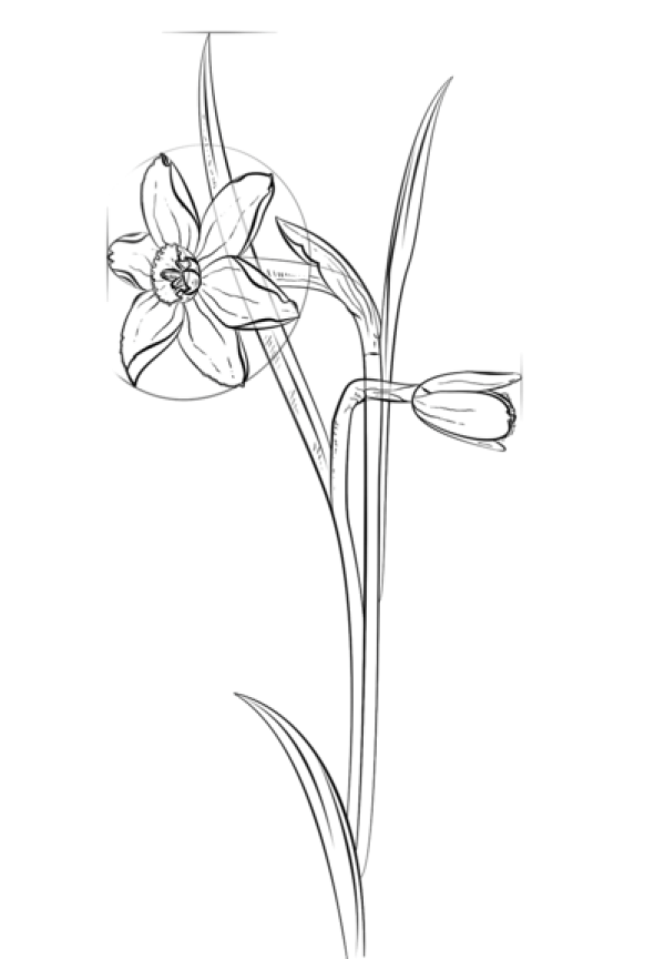 How to Draw Daffodils