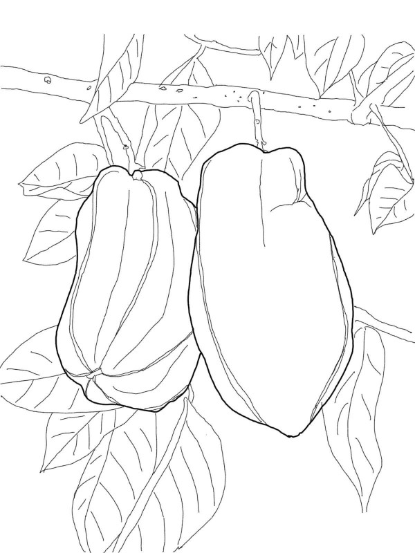 Simple drawing picture of carambola on tree