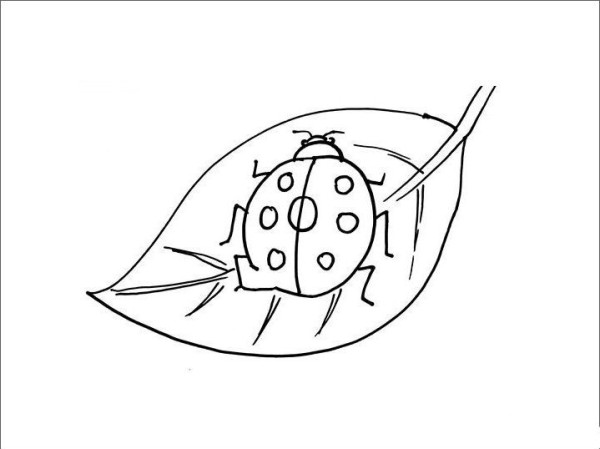 Simple drawing of ladybug on leaf