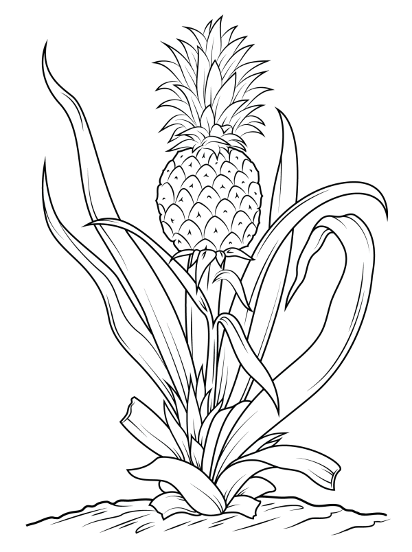 Simple drawing of pineapple on the tree