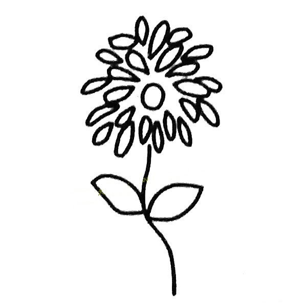 A set of simple drawing pictures of chrysanthemums