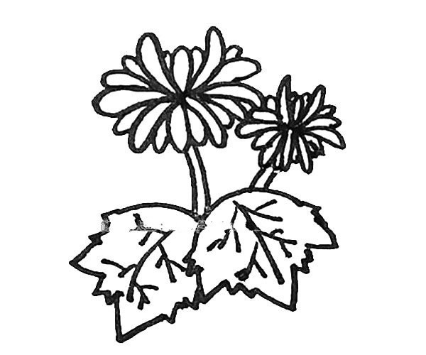 Learn to draw beautiful chrysanthemums in simple strokes