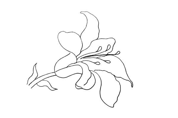 How to draw lilies